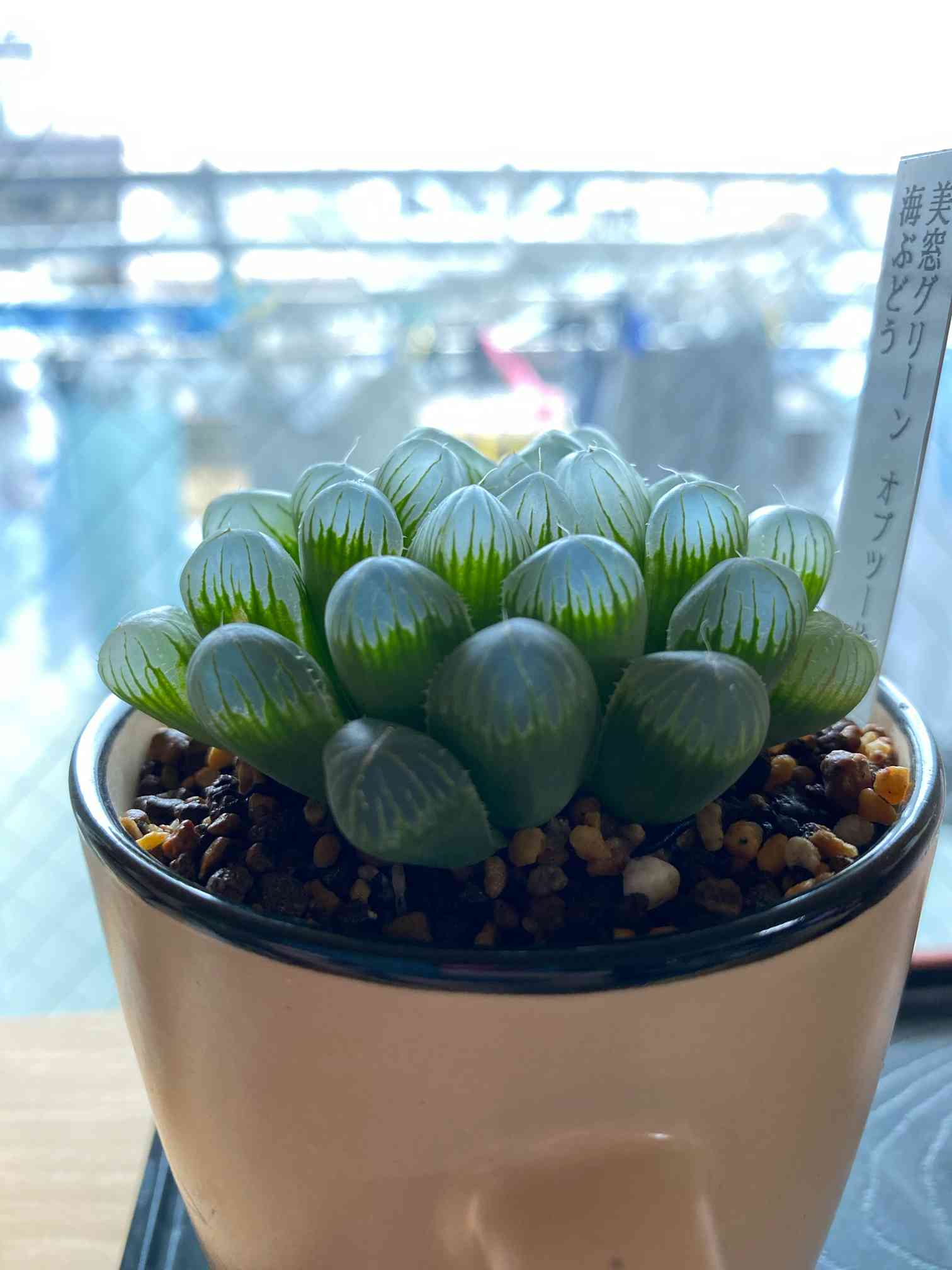 多肉植物 ハオルチア OMオブツーサ錦 糊斑 巨大化 透明窓 注意事項