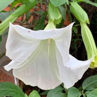 ダチュラ,エンゼルトランペット,白い花,今日のお花,お出かけ先の画像