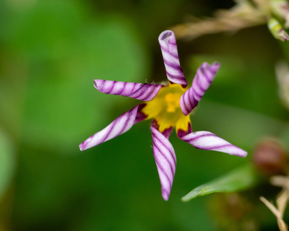 ニワゼキショウの投稿画像 By ノキさん マクロレンズとピンクの花と野草とお写ん歩とgs映えときれいとマクロ撮影としべ好きときれいな色と雑草と可愛いと花 のある暮らしと小さな花とかわいいな と小花好きと紫の花と背景ボケと河原の花 月6月8日 Greensnap
