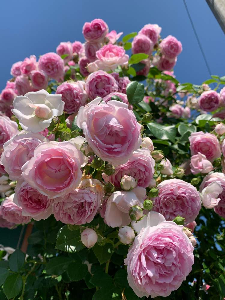つるバラ の投稿画像 By ミキさん ジャスミーナと今が旬とばら バラ 薔薇と今日の１枚とガーデニングと花のある暮らし 月6月8日 Greensnap グリーンスナップ