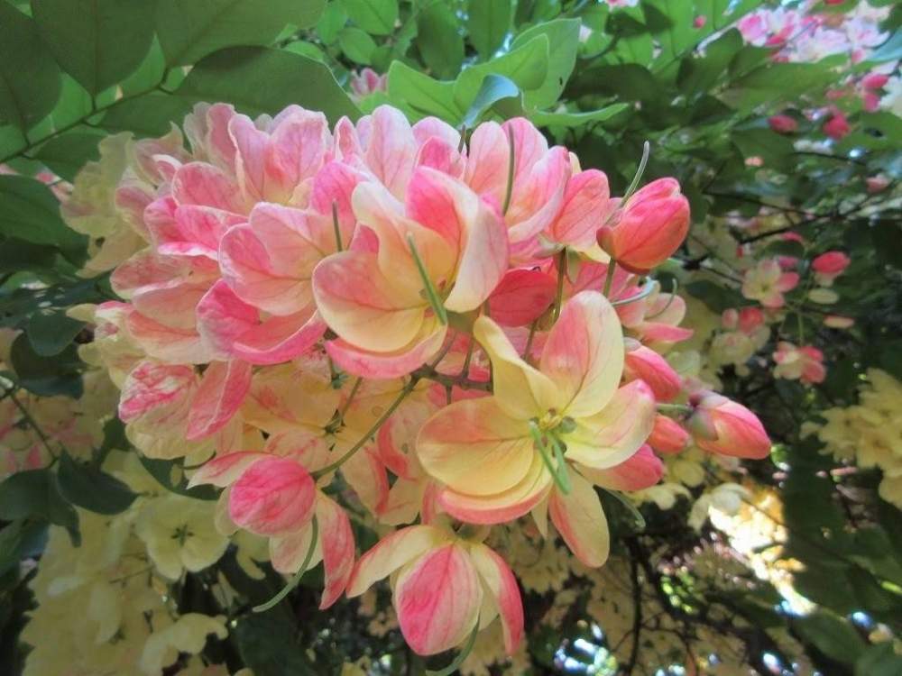 ピンクの花の投稿画像 By Shigeさん 南国の花と南国特有の花とホノルルと赤い花 とアラモアナビーチパークとハワイの植物と美しいと海外の 植物とハワイと珍しい花と海外の景色 月6月8日 Greensnap グリーンスナップ