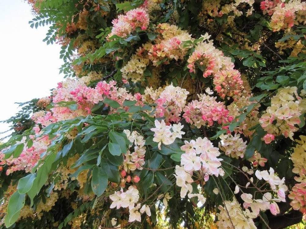 ピンクの花の投稿画像 By Shigeさん 南国の花と海外旅行と南国特有の花とホノルルと赤い花 とアラモアナビーチパークとハワイの植物と美しいと海外の植物とハワイと珍しい花と色あざやかと海外の景色 月6月8日 Greensnap グリーンスナップ