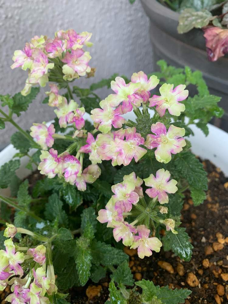 バーベナラナイ ヴィンテージウォッカの投稿画像 By Harumatyさん 花のある暮らしとバルコニスト 月6月8日 Greensnap グリーンスナップ