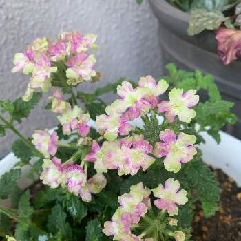 バーベナラナイ ヴィンテージウォッカの投稿画像一覧 Greensnap グリーンスナップ