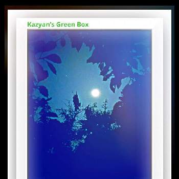 シュロの木の画像 by Kazyanさん | 小さな庭とシュロの木と苺月:ストロベリームーンと火星.とお月さまとストロベリームーンとストロベリームーンと庭の木々と満月シリーズ　和堂と万葉の藪庭シリーズ編