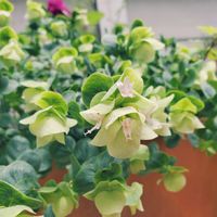 オレガノ・ロツンディフォリウム,鉢植え,いつもありがとう♡,いい香り♡,咲いてくれてありがとう❤の画像