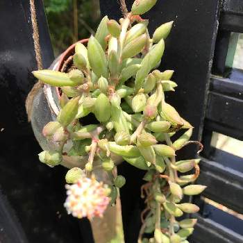 ポコポコの投稿画像一覧 Greensnap グリーンスナップ