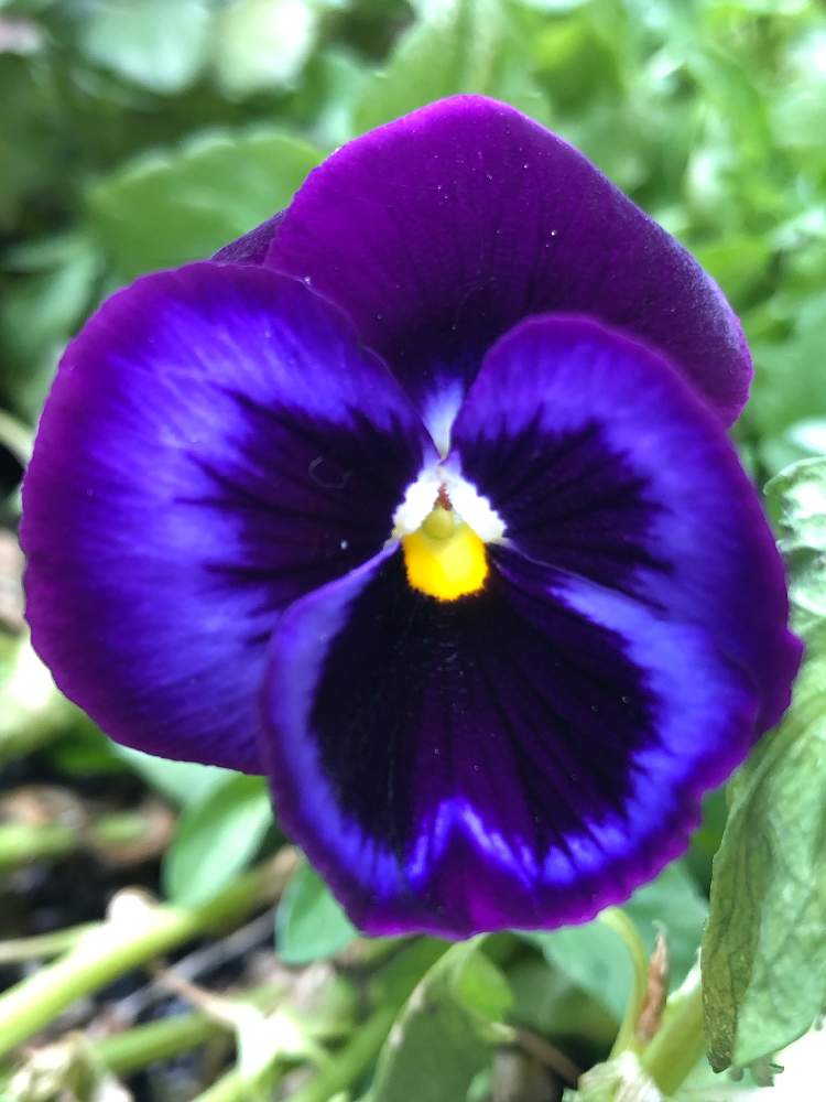 パンジーの投稿画像 By Ga さん バルコニー ベランダと青系 My Boom と元気になって とコロナウイルスの終息を願う と医療関係者に感謝とgreenが好きと成長中と私応援してますから O O と ありがとうございます と晴れてるやんと 青 あお ブルーと花のある パンジーの投稿画像 By Ga さん バルコニー ベランダと青系 My Boom と元気になって とコロナウイルスの終息を願う と医療関係者に感謝とgreenが好きと成長中と私応援してますから O O と ありがとうございます と晴れてるやんと 青 あお ブルーと花のある