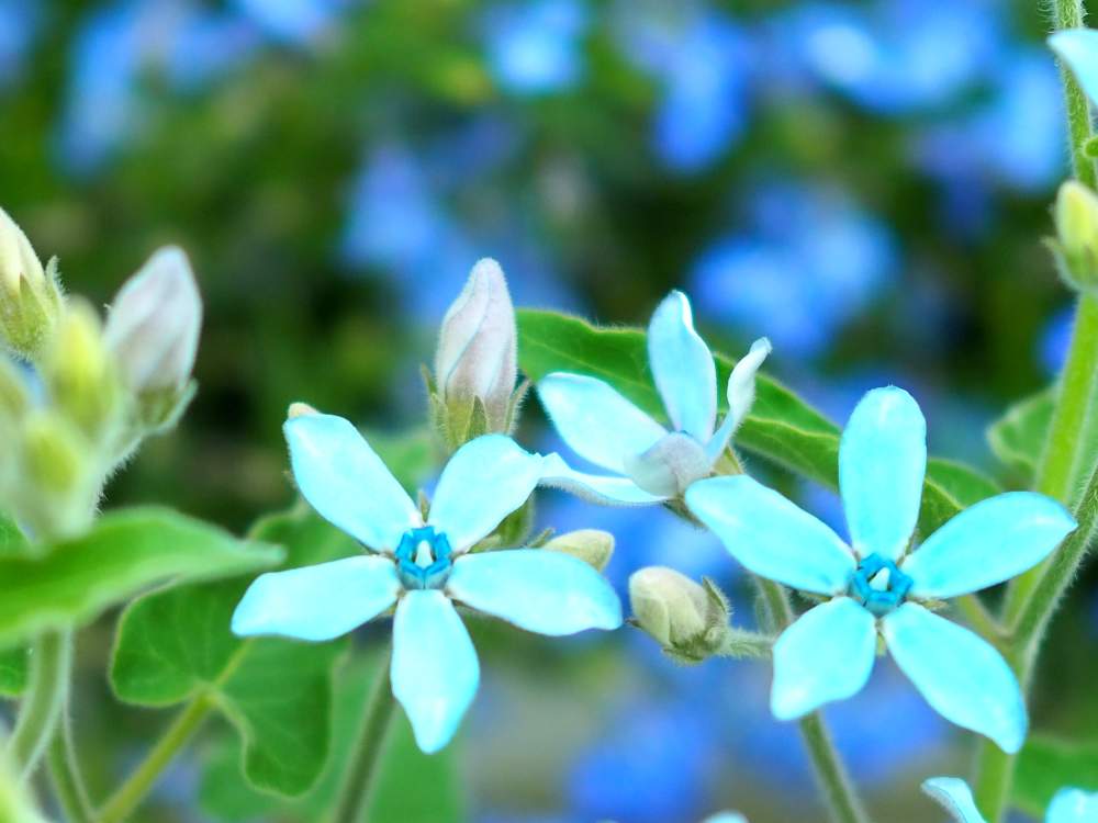 オキシペタラム ブルースターの投稿画像 By Flugelさん ブルースターと青い花とミラーレス一眼とフリューブルー 月6月8日 Greensnap グリーンスナップ