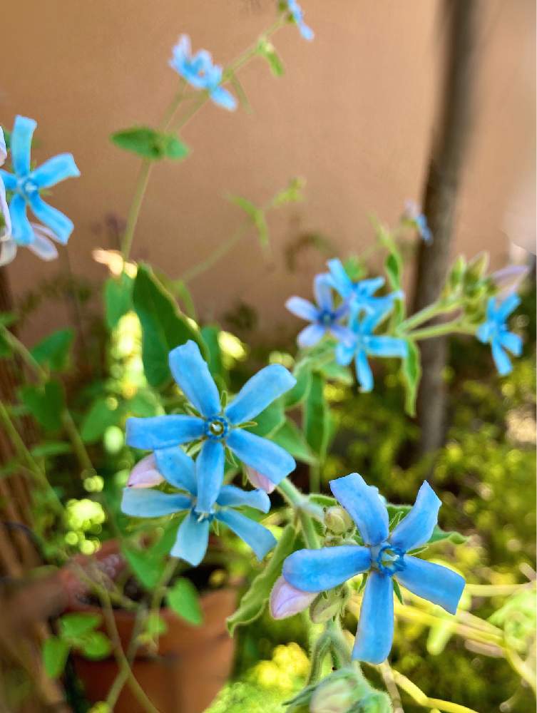 オキシペタラム ブルースターの投稿画像 By Jijiさん おうち園芸 月6月8日 Greensnap グリーンスナップ