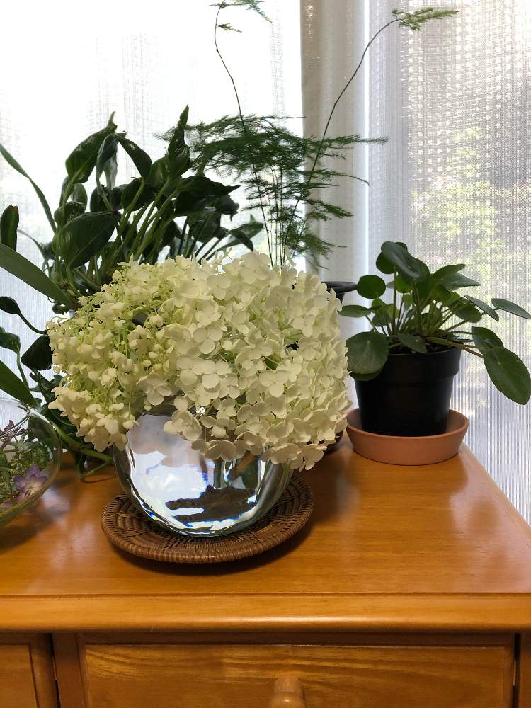 アナベル 紫陽花の投稿画像 By わかめさん アスパラガスプルモーサスナナスとペペロミオイデスとポトステルノシャングリラ 月6月8日 Greensnap グリーンスナップ