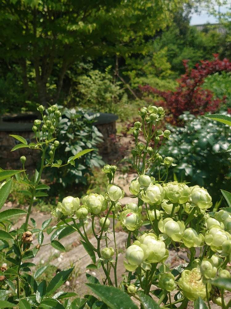 スプレーバラ エクレールの投稿画像 By モコさん 地味好きと緑の花とマイガーデンとおきにいりとバラ ミニバラ 月6月8日 Greensnap グリーンスナップ