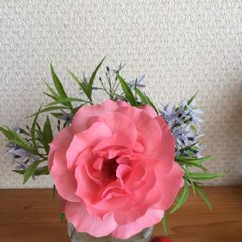 女峰の画像 by Catherineさん | 部屋と薔薇と丁子草と女峰とピンクの花とお庭の花たちとかわぃぃ。ときれーい✨
