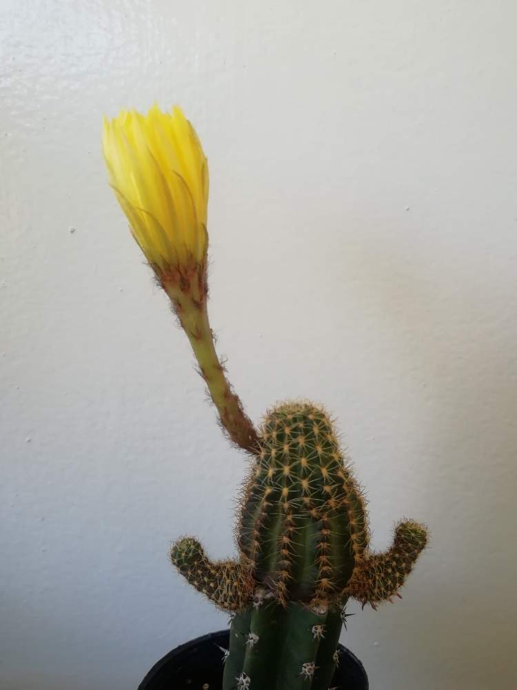 多肉植物とサボテンの投稿画像 By かんこさん サボテン と花サボテン と多肉植物とサボテンとサボテン と花サボテン 月6月8日 Greensnap グリーンスナップ Greensnap グリーンスナップ