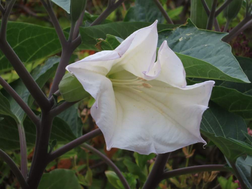 ダチュラ 朝鮮朝顔 の投稿画像 By ふくちゃんさん 花のある暮らしとウォーキング中とうどん県人会と新型コロナウィルスに負けるな 月6月8日 Greensnap グリーンスナップ