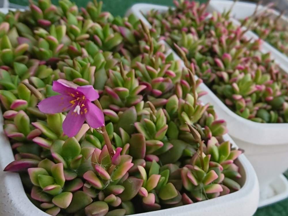 桜吹雪の投稿画像 By まっぴよ さん 多肉植物といいねありがとうございます と桜吹雪多肉 月6月8日 Greensnap グリーンスナップ