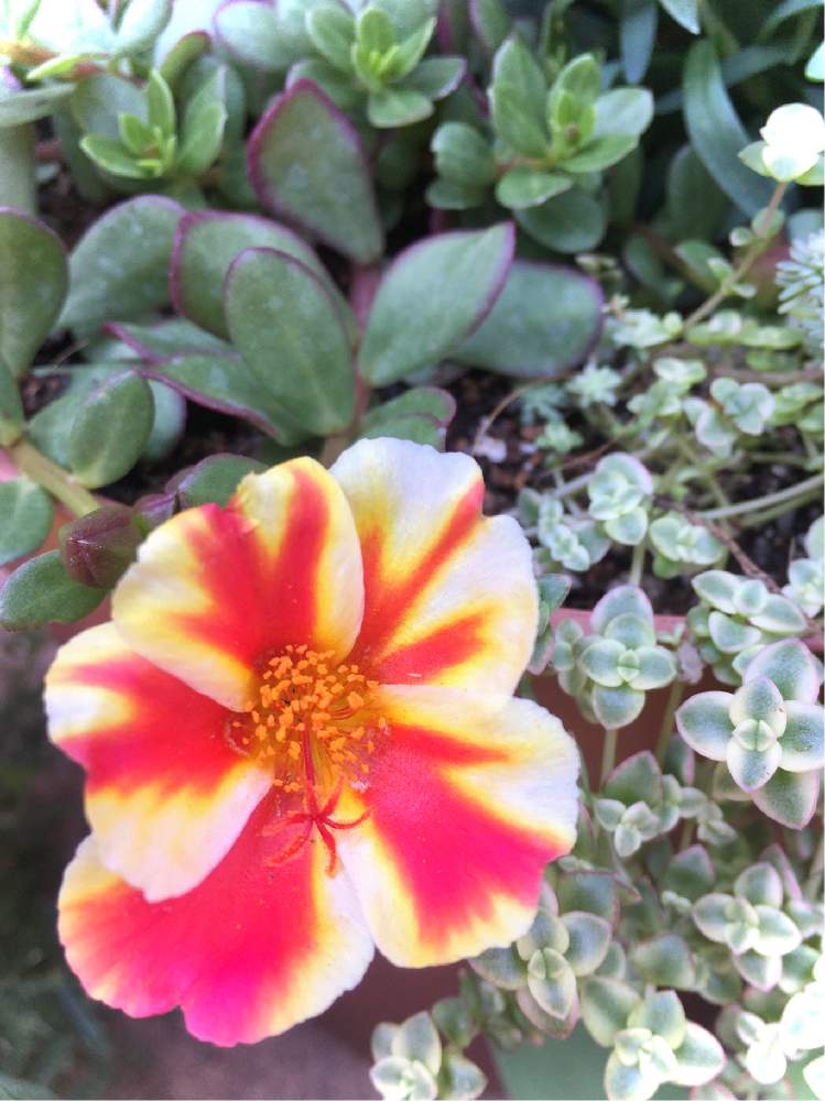 ポーチュラカの投稿画像 By ちちさん ネコのいる暮らしと猫大好きとネコ好きとおうち園芸とネコと花のある暮らし 月6月8日 Greensnap グリーンスナップ