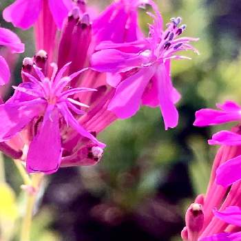 小梅ちゃんの投稿画像一覧 Greensnap グリーンスナップ