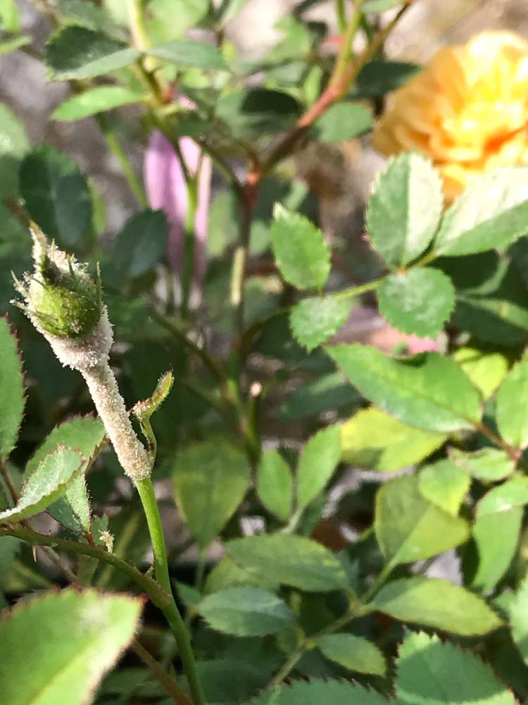 ミニバラ モカの投稿画像 By ラグラスさん ばら バラ 薔薇とミニバラ鉢植えとおうち園芸とうどん粉病と植木鉢 2020月6月8日 Greensnap グリーンスナップ