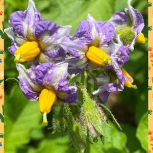 ジャガイモ(男爵)の花,無農薬野菜,オーガニック野菜 ,おうち園芸,我が家の野菜畑の画像