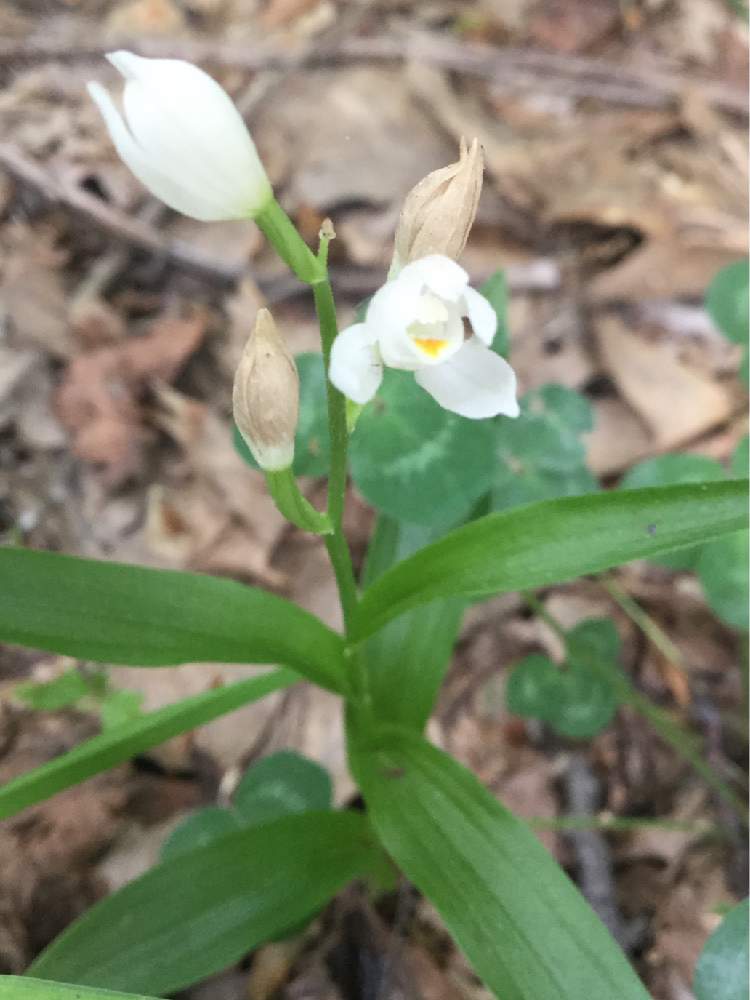 ギンランの投稿画像 By Kaorinさん 森林公園とラン科と野草と山野草とgs日和と今日の一枚と今日のお花と散歩と花のある暮らしと野生ランと咲いた と宮丘公園 月6月8日 Greensnap グリーンスナップ