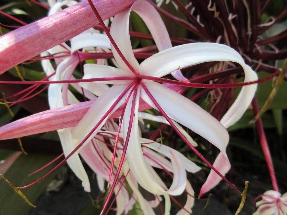 初めて見ましたの投稿画像 By Shigeさん ピンクの花と南国の花とホノルルと赤い花 とフォスター植物園とハワイの植物とホノルルフォスター植物園と美しいとハワイと珍しい花と海外の景色 月6月8日 Greensnap グリーンスナップ
