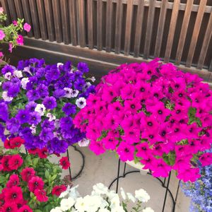 サフィニアマックス,サフィニア,サフィニア JAPANレッド,成長記録,花のある暮らしの画像
