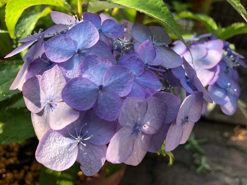 華やかな覆輪紫陽花 山紫陽花💜青覆輪清澄沢の成長記録🌿｜🍀GreenSnap（グリーンスナップ）