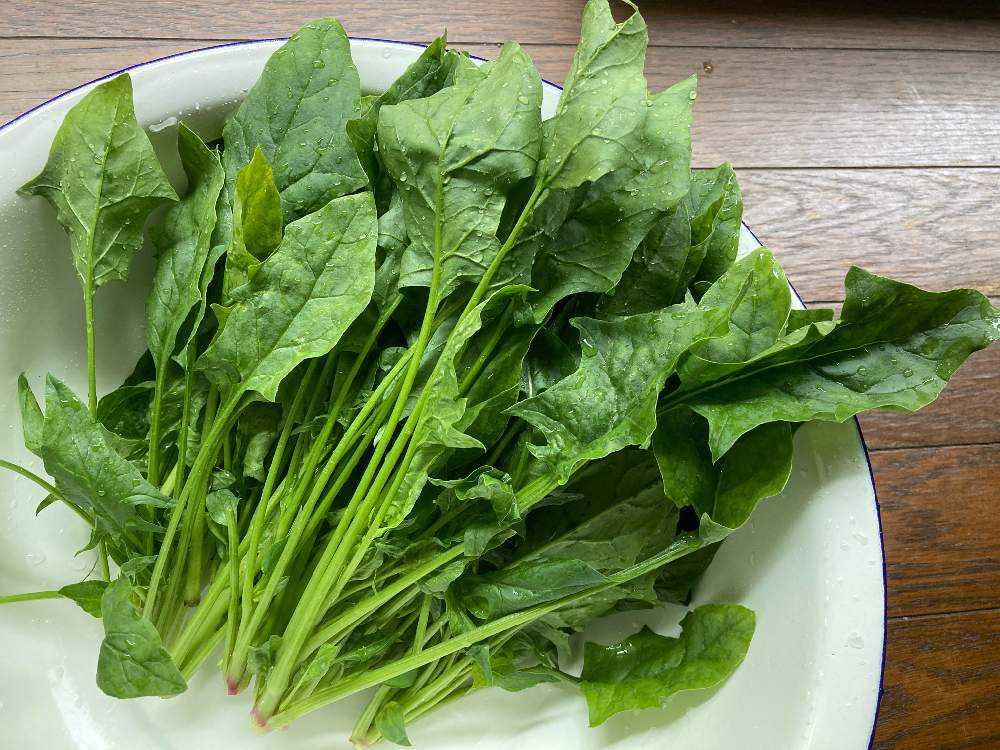 ほうれん草を種から育てる Greensnap グリーンスナップ