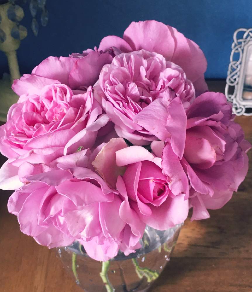 リフレッシュして 元気になる 花飾りフォトコンテストの投稿画像 By ミカエラさん 月6月8日 Greensnap グリーンスナップ