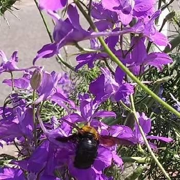 花の好きな虫達の画像 by 白シャチさん | お出かけ先とチドリソウと近所の公園と花の好きな虫達と見つけた生き物