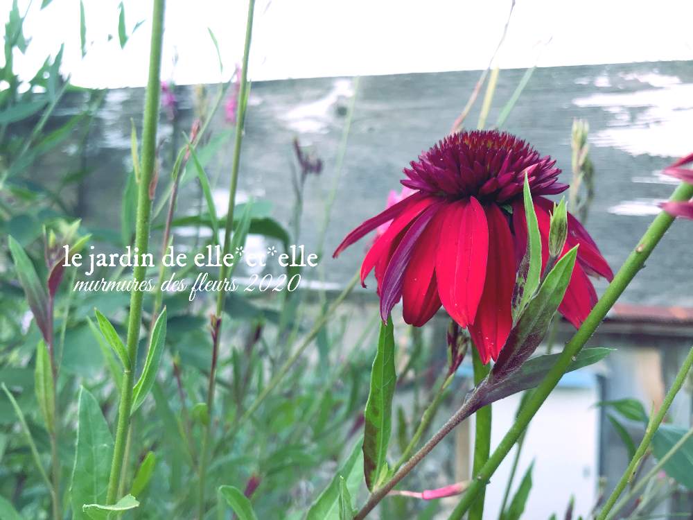 好きな花の投稿画像 By Elle Et Elleさん 庭に咲く花と花のある風景と自己流ガーデニングと咲いてくれてありがとう と手作りの庭と初夏の花 たちとおうち園芸と赤い花とガーデニングと花のある暮らしとエキナセア 月6月8日 Greensnap グリーンスナップ