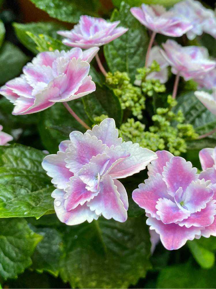 🎥 2019〜20年 紫陽花 きらきら星｜🍀GreenSnap（グリーンスナップ）