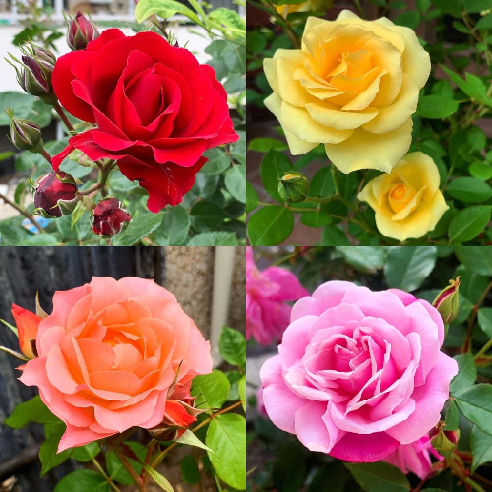 バラ 薔薇 ばらの投稿画像 By Azuwanさん お出かけ先とお花を楽しむとおうち園芸とお散歩写真と綺麗なお花とお花が好き と花 のある暮らしとお花を楽しむとおうち園芸とお散歩写真と綺麗なお花とお花が好き と花のある暮らし 月6月8日 Greensnap グリーン