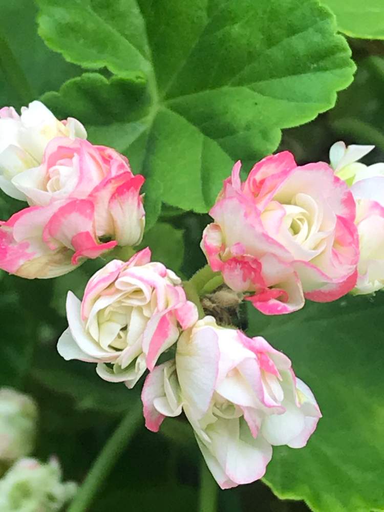 ゼラニウムの投稿画像 By のいまいさん アップルブロッサムローズバッド 月6月8日 Greensnap グリーンスナップ