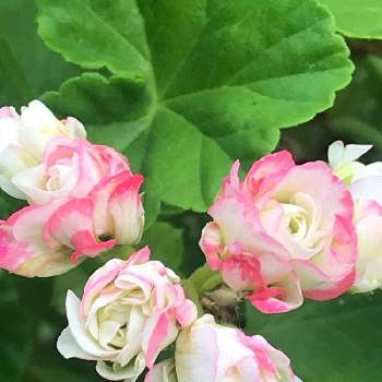 アップルブロッサムローズバッドの投稿画像一覧 Greensnap グリーンスナップ