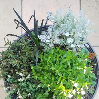 夏越しチャレンジの投稿画像一覧 Greensnap グリーンスナップ