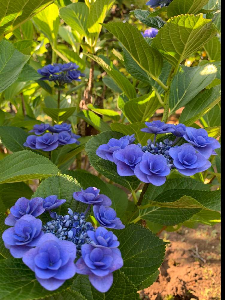 ブルーと紫系のお花の投稿画像 By 六花さん 癒しとおさんぽと花のある暮らしときれいな景色 月6月8日 Greensnap グリーンスナップ