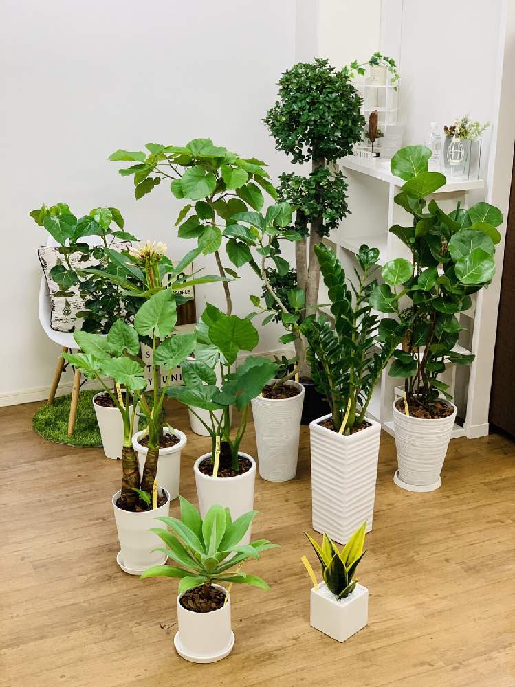 クワズイモの投稿画像 By E Ranさん プルメリアとフィカス ウンベラータとアガベ アテナータとフィカス ベンガレンシスとハスノハギリとザミオクルカス ザミフォーリアとコパンダガジュマルとサンスベリア ゴールドフレームとハマベブドウ ココロバ とインテリアと 観葉 クワズイモの投稿画像 By E Ranさん プルメリアとフィカス ウンベラータとアガベ アテナータとフィカス ベンガレンシスとハスノハギリとザミオクルカス ザミフォーリアとコパンダガジュマルとサンスベリア ゴールドフレームとハマベブドウ ココロバ とインテリアと 観葉