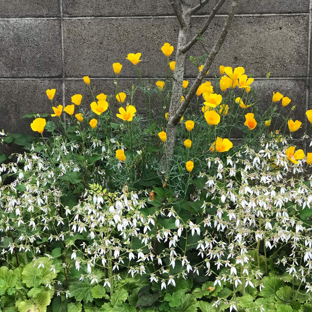花菱草ハナビシソウ カリフォルニアポピーの投稿画像 By ポタジェ ナチュラルガーデンさん 広い庭とおうち園芸とおうち園芸 月6月9日 Greensnap グリーンスナップ Greensnap グリーンスナップ