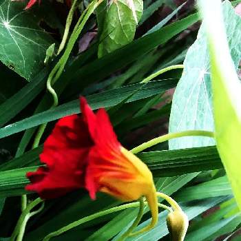 妖艶な花の画像 by ❤︎Hypnotic❤︎さん | 小さな庭とオランダの種ブラックベルベットとやめよう無断転載と咲くのが楽しみと妖艶な花とメネデールLoveとおうち園芸と肥料とメネデール水のみと花のある暮らしと種からの幸せ❤︎