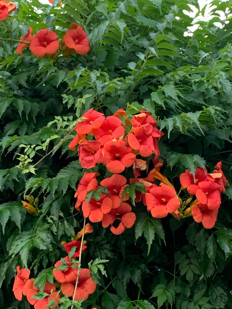 ノウゼンカズラの投稿画像 By たっかんさん 月6月9日 Greensnap グリーンスナップ