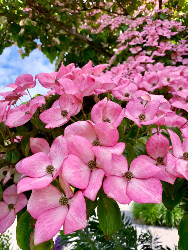 ヤマボウシの投稿画像 By のりりんさん ピンク ピンクとみんなが幸せに とヤマボウシ満開と元気もらえるとhappyな気分と美しいとピンク のお花と花のある暮らしと可愛いピンク色 とうっとりとミスサトミと幸せな時間 月6月9日 Greensnap グリーンスナップ