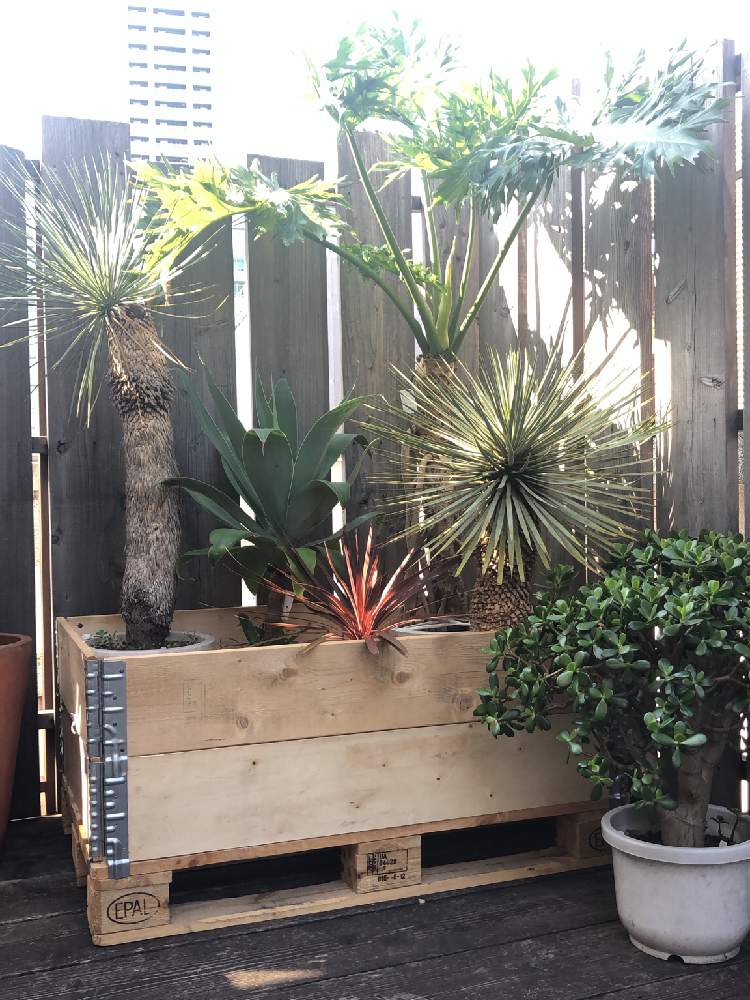 インテリアの投稿画像 By みどっちさん 観葉植物と大型観葉植物と東急ハンズと東急ハンズ渋谷店とザミア科と観葉植物と大型観葉植物と東急ハンズと東急ハンズ 渋谷店とザミア科 月6月9日 Greensnap グリーンスナップ Greensnap グリーンスナップ