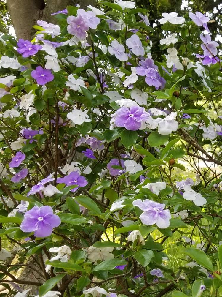 ニオイバンマツリの投稿画像 By Ocarina0905さん スマホ撮影と6月の花と樹木と通勤途中と紫色の花とgs映えと野生化と白い花とチーム福岡 月6月9日 Greensnap グリーンスナップ