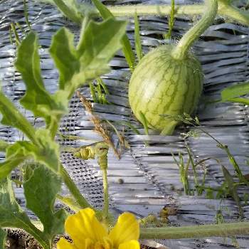 スイカの花の投稿画像一覧 Greensnap グリーンスナップ