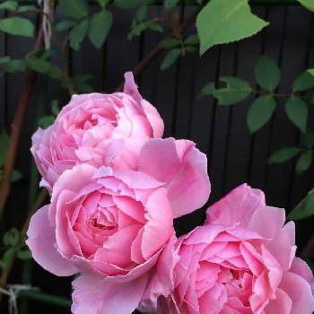 ズボラガーデニングの画像 by よりさん | 小さな庭とERモーティマーサックラーとばら バラ 薔薇とデビットオースチンとピンク❤︎ピンクとおうち園芸とイングリッシュ・ローズとEnglish roseとズボラガーデナーとモーティマー・サックラーとナチュラルスタイルとガーデニングとズボラガーデニングと花のある暮らしとばら 薔薇 バラとバラ・ミニバラとお花好き