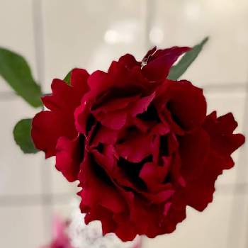 美しい薔薇の投稿画像一覧 Greensnap グリーンスナップ