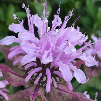 モナルダ ラベンダーの投稿画像一覧 Greensnap グリーンスナップ