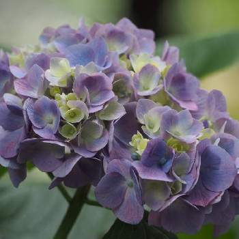 淡青紫の画像 by Momoさん | お出かけ先と紫陽花と植物と暮らすと薄紫色の花と公園に咲く花と紫陽花 アジサイ あじさいと花のある暮らしと淡青紫